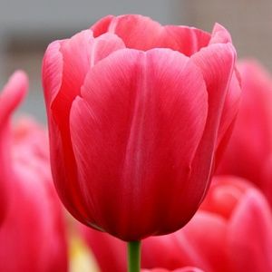 Meet your Posher, Katrina